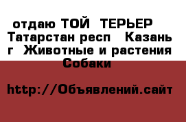 отдаю ТОЙ -ТЕРЬЕР  - Татарстан респ., Казань г. Животные и растения » Собаки   
